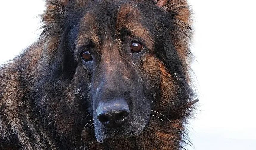 Sinais de Estresse Renal em Cães: Compreendendo os Sintomas e Soluções