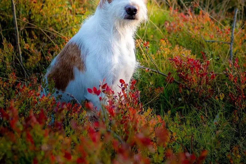 Sinais de Estresse Renal em Cães: Compreendendo os Sintomas e Soluções