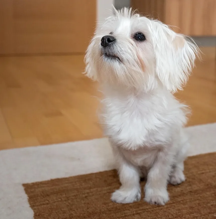 Sinais de Fratura por Estresse em Cães: Compreendendo os Sintomas e Soluções