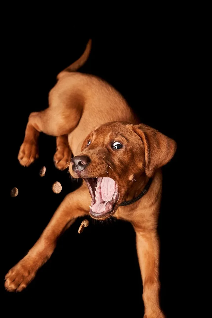 Sinais de Tênia em Cães: Reconhecendo Sintomas e Buscando Tratamento