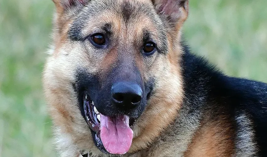 Sinais de Tênia em Cães: Reconhecendo Sintomas e Buscando Tratamento