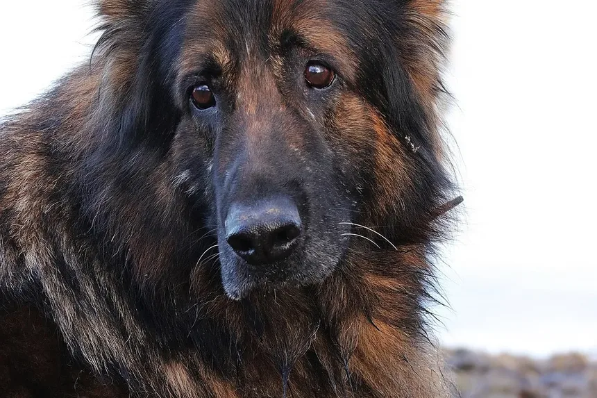 Sinais de Tênia em Cães: Reconhecendo Sintomas e Buscando Tratamento