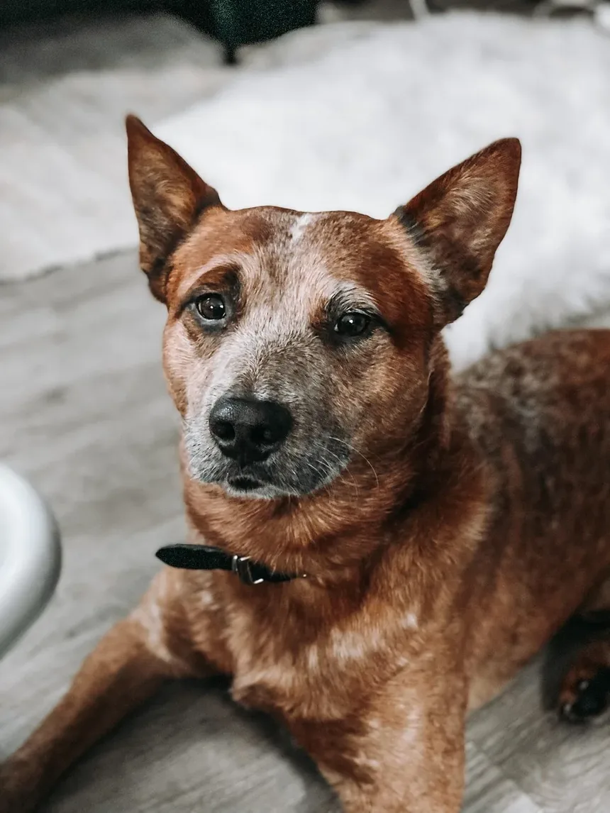 O que causa problemas de ouvido em cães?