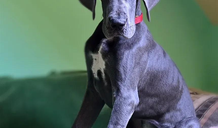 O que causa problemas de ouvido em cães?