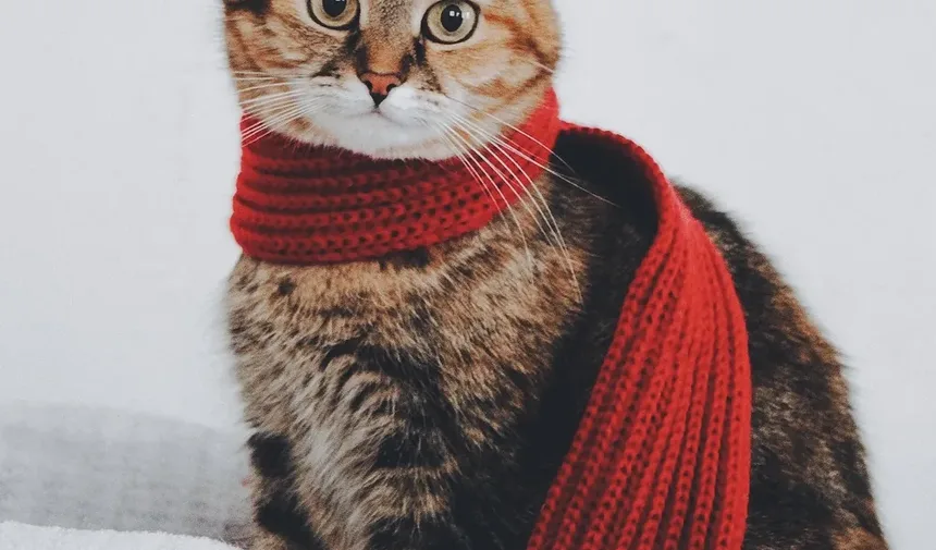 O que causa sangramento intestinal em gatos?