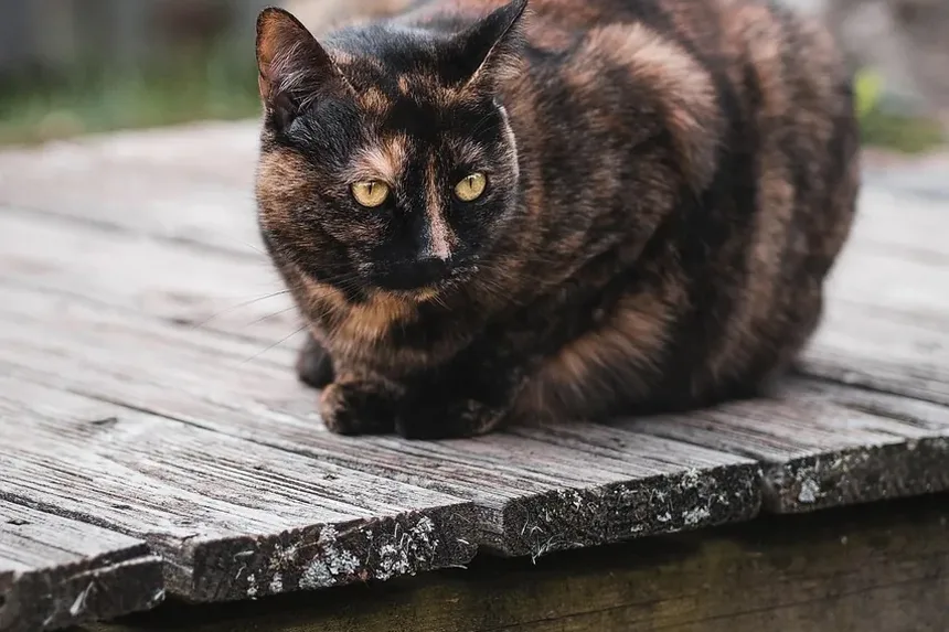 O que causa sangramento intestinal em gatos?