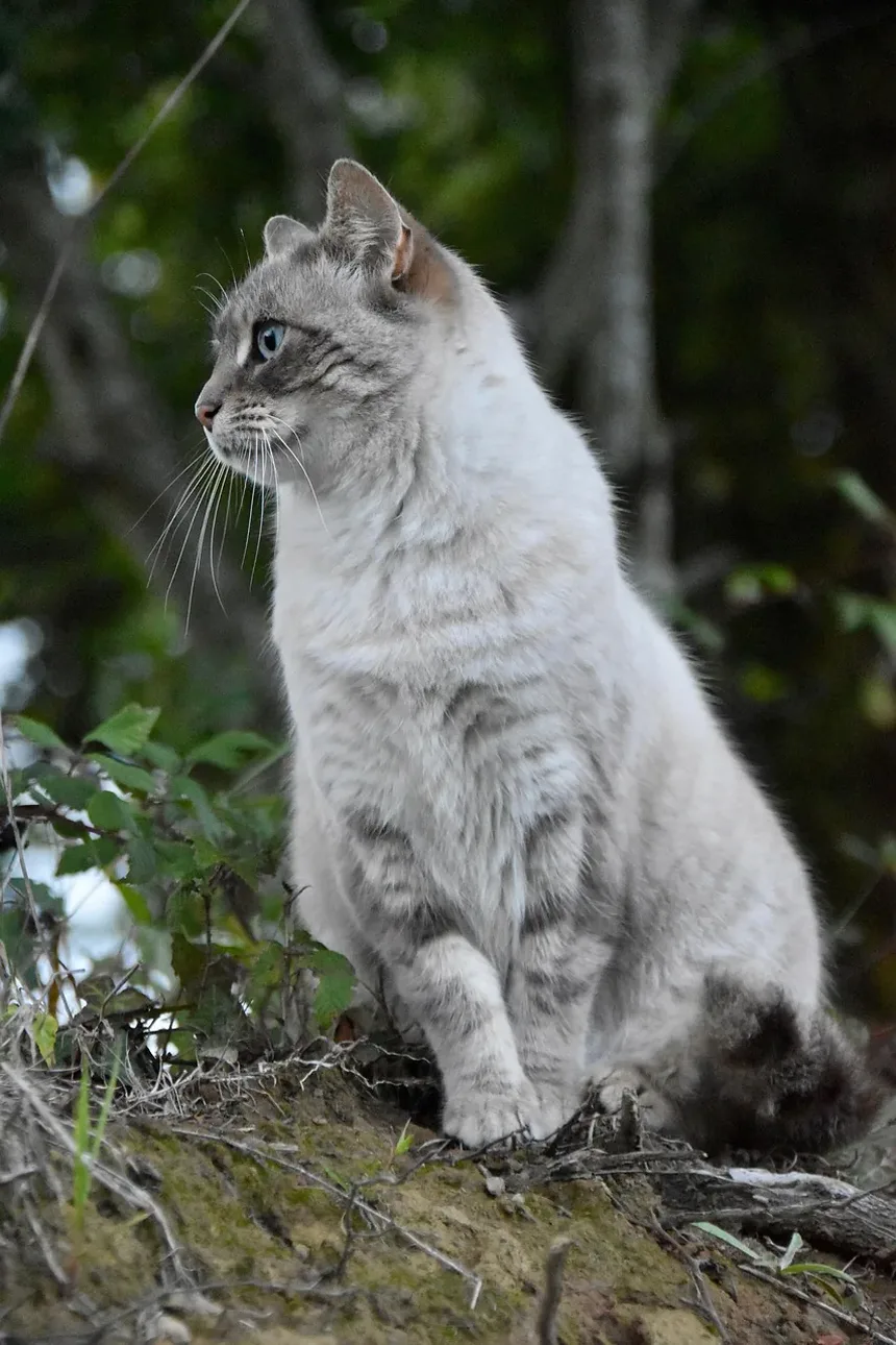 O Que Significa Quando Seu Gato Ronrona Sem Parar?