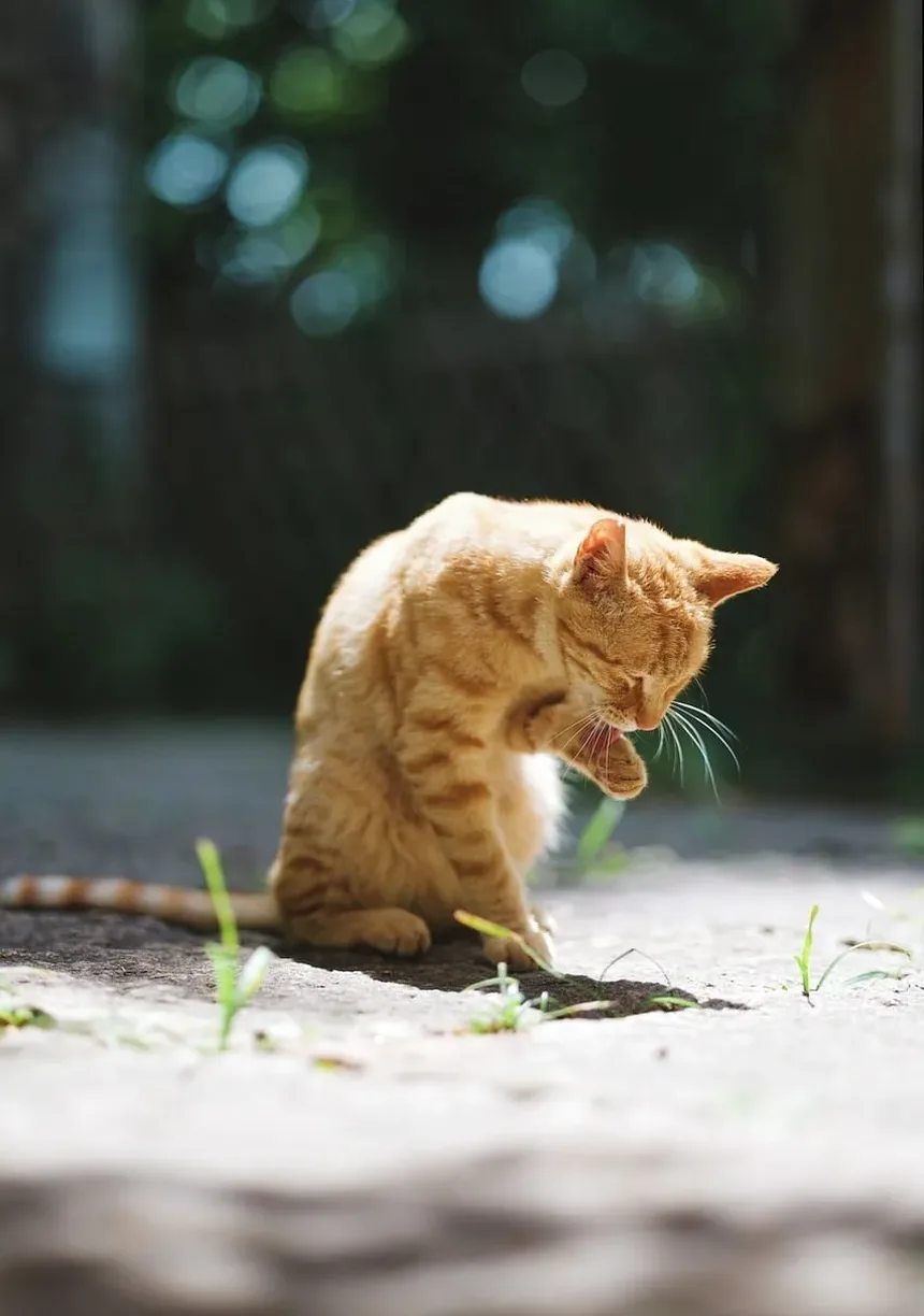 O Que Significa Quando Seu Gato Ronrona Sem Parar?