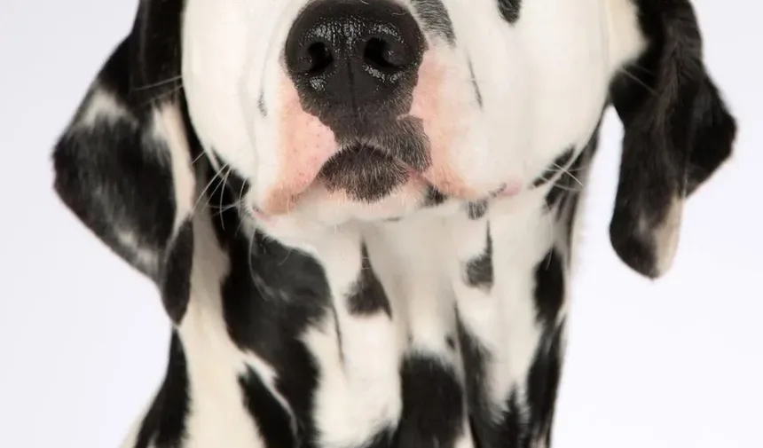 O Que Fazer Se Seu Cão Estiver Sangrando: Um Guia Completo de Emergência