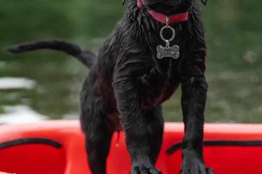 O Que Fazer Se Seu Cão Estiver Sangrando: Um Guia Completo de Emergência
