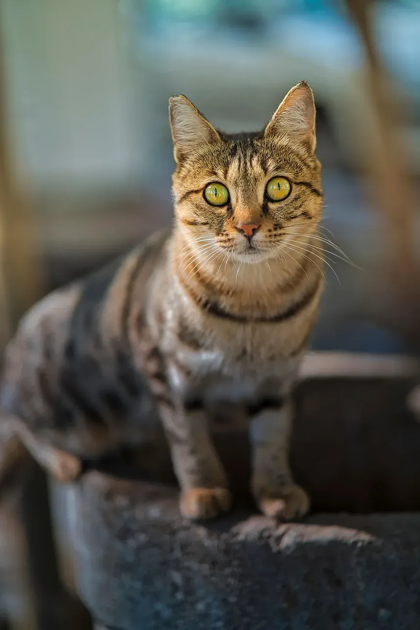 Quais Raças de Gatos São as Mais Calmas?