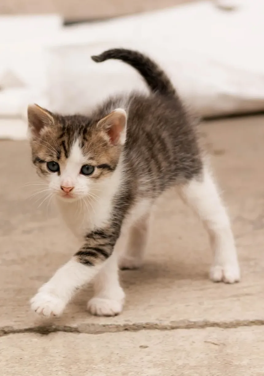Quais Raças de Gatos São as Mais Calmas?