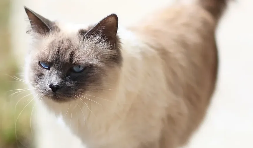 Quais Raças de Gatos São as Mais Calmas?