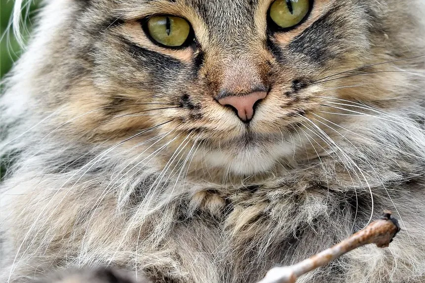 Quais Raças de Gatos São as Mais Calmas?
