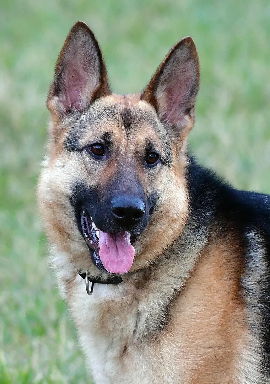 Por Que Meu Cão Rosna Quando Eu O Beijo?