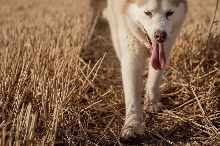 Por Que Meu Cão Rosna Quando Eu O Beijo?